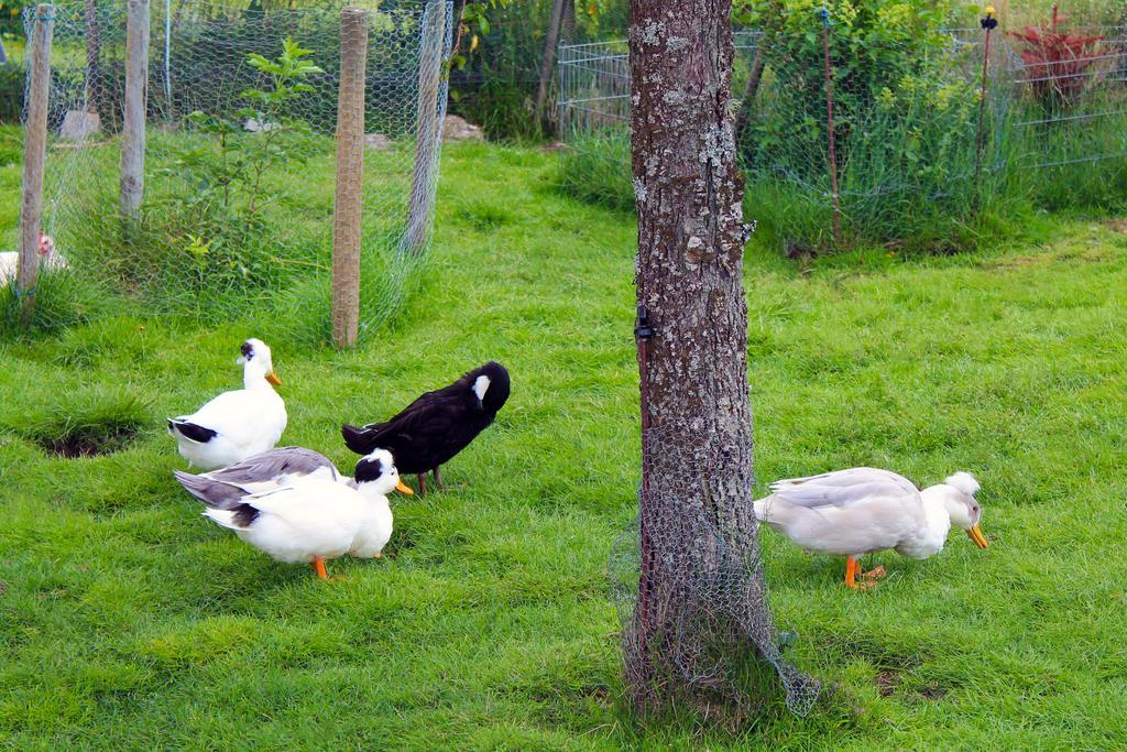 Ferienwohnung Schwarzwaldhof Titisee-Neustadt Luaran gambar