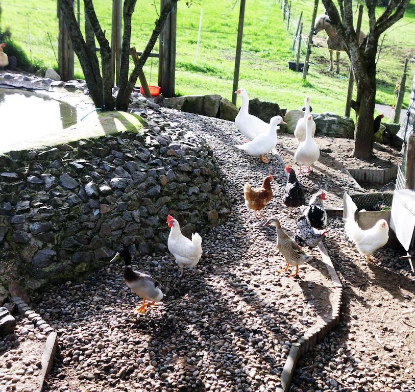 Ferienwohnung Schwarzwaldhof Titisee-Neustadt Luaran gambar