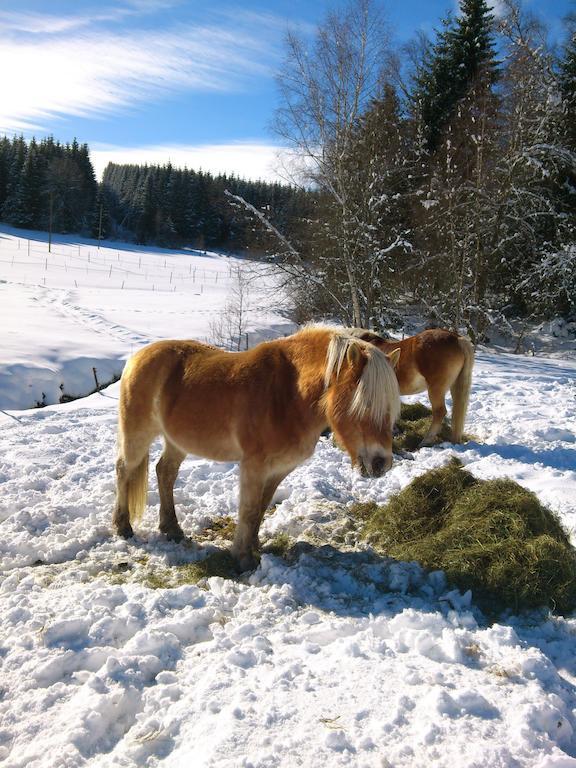 Ferienwohnung Schwarzwaldhof Titisee-Neustadt Luaran gambar